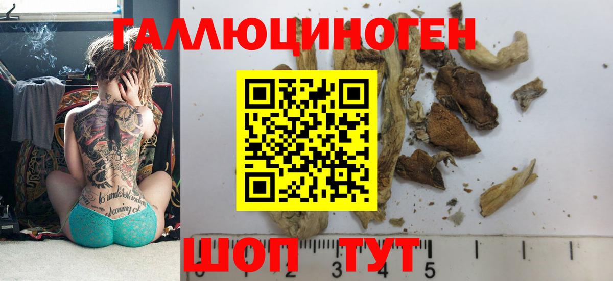 Петрозаводск  Псилоцибиновые грибы Psilocybe  Вход с VPN 